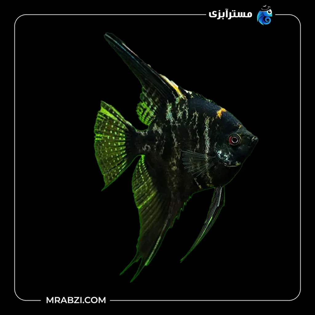 خرید ماهی آنجل مشکی باله بلند