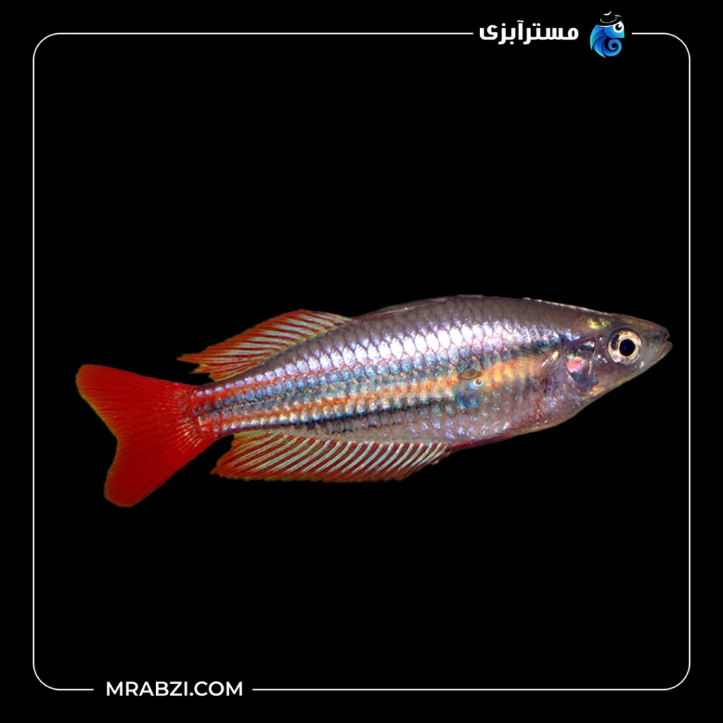 خرید ماهی رمبو ماکولی