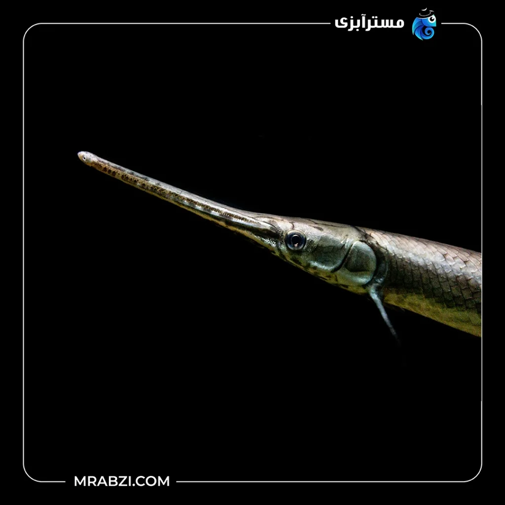 خرید ماهی سرسوسماری (علی گیتور)