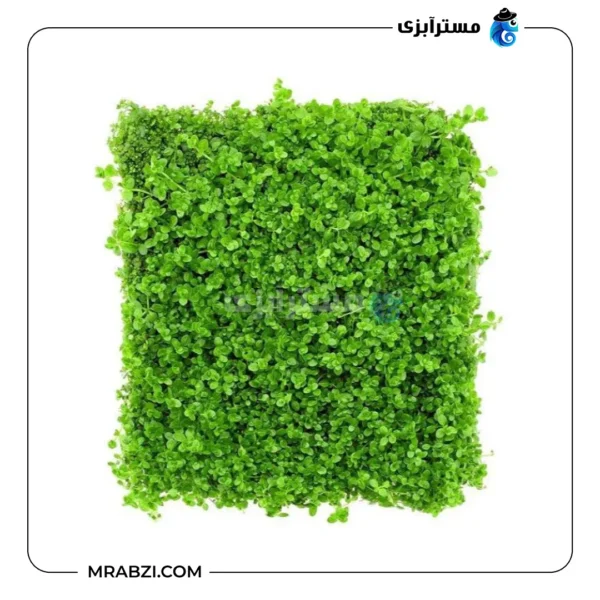 بذر چمن آکواریوم مدل کوبایی (بذر درشت 8 گرمی) - تصویر 3