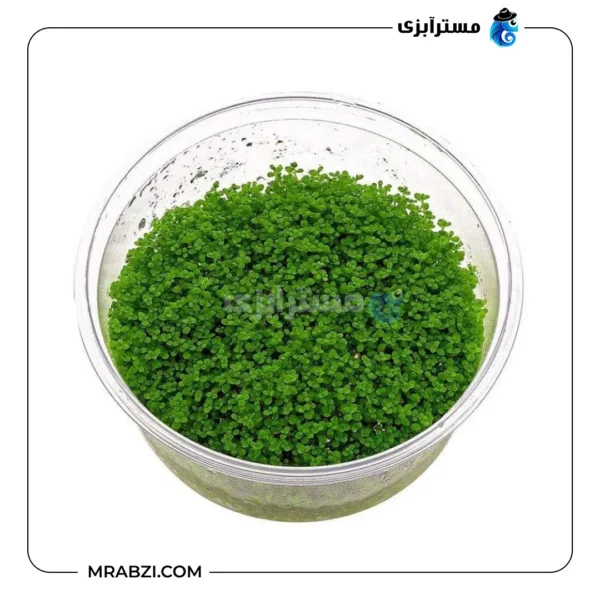 بذر چمن آکواریوم مدل کوبایی (بذر درشت 8 گرمی) - تصویر 2