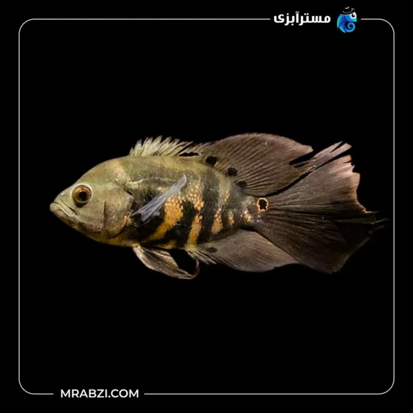 اسکار تایگر باله بلند قیمت+ خرید اسکار تایگر باله بلند