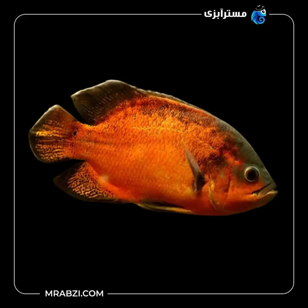 قیمت+ خرید اسکار مسی