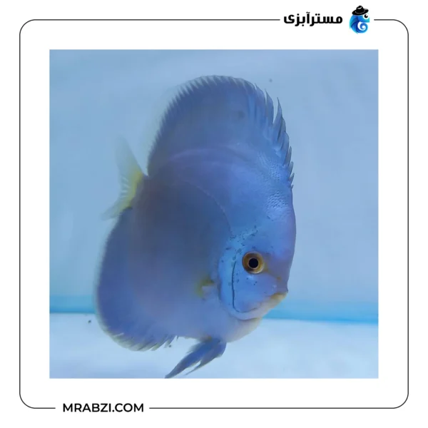 دیسکس بلو دایموند - تصویر 2