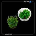 قیمت+ خرید روتالا ایندیکا (روتالا بونسای)