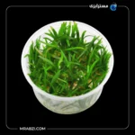 قیمت + خرید گیاه ساجیتریا