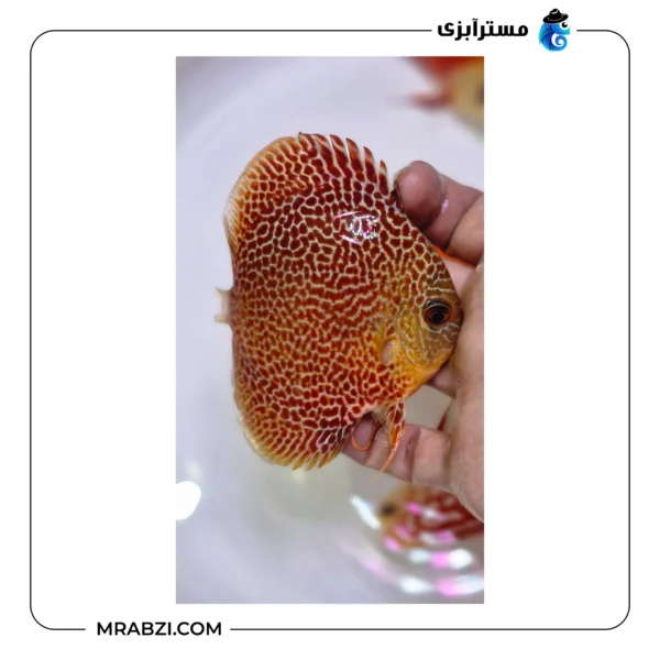 دیسکس آراپشن - تصویر 2