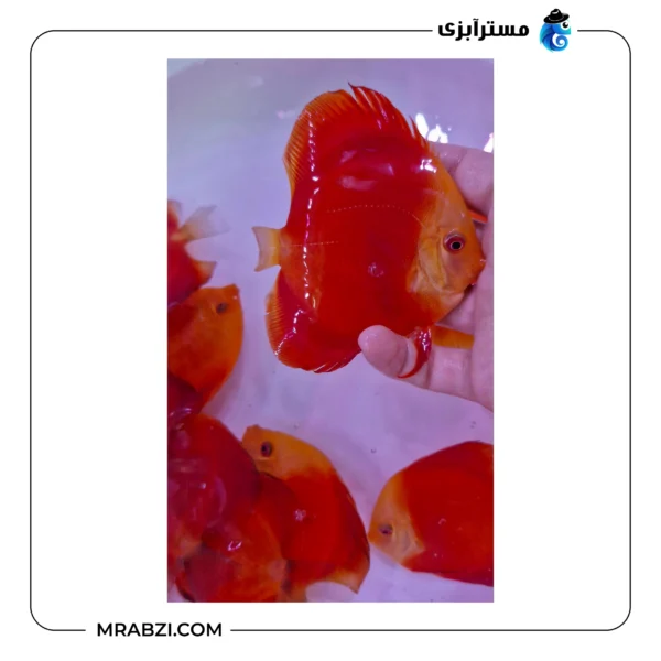 دیسکس فوجی رد هایبادی - تصویر 2