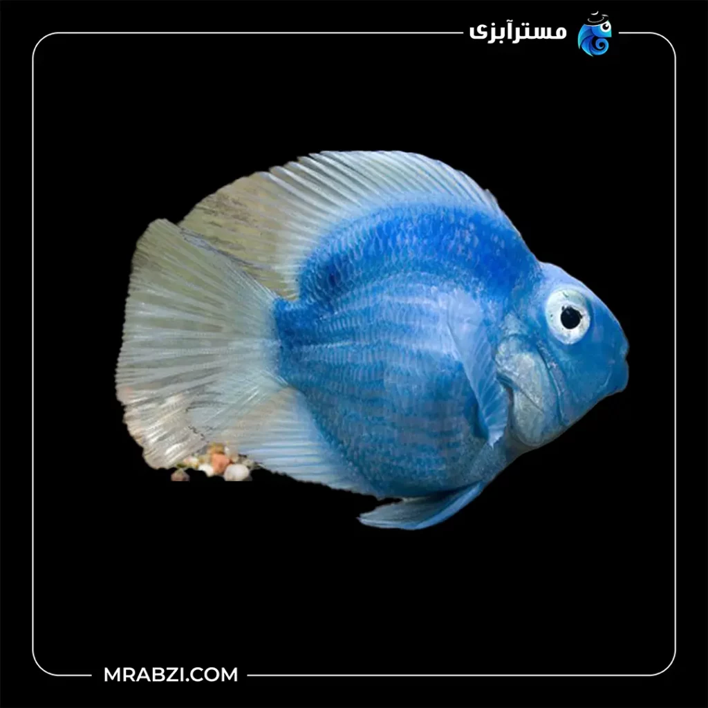 قیمت + خرید پرت رنگی آبی