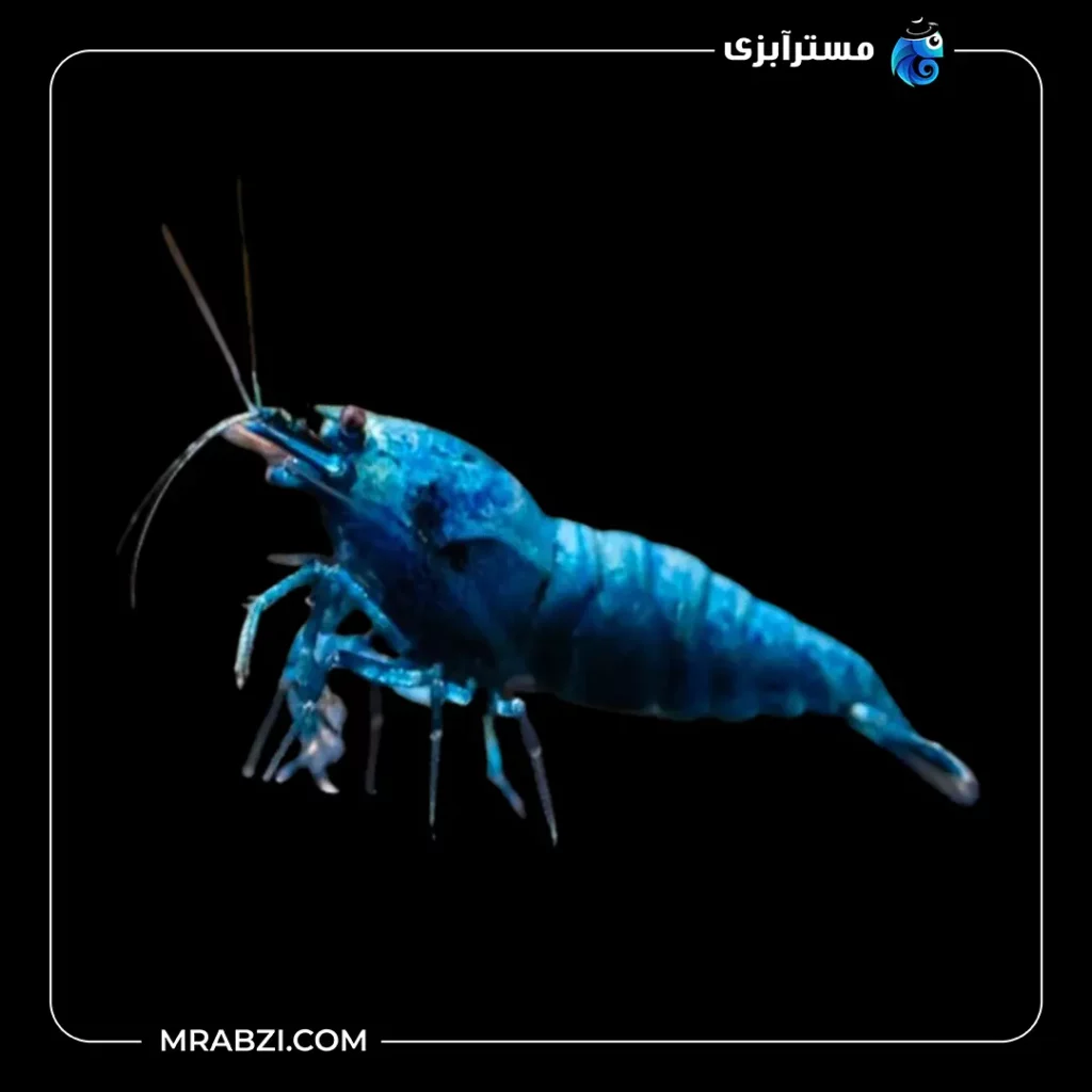 قیمت + خرید میگو بلو