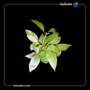قیمت + خرید هایگروفیلا اسپیشز(سیبی پا بلند)