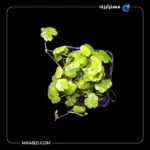 قیمت + خرید کاردامین لیراتا (گشنیزی گرد )