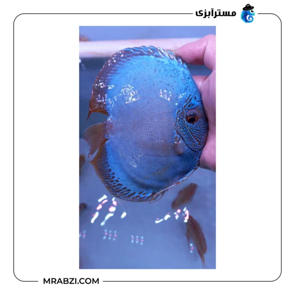دیسکس بلو اسکارپیون - تصویر 3
