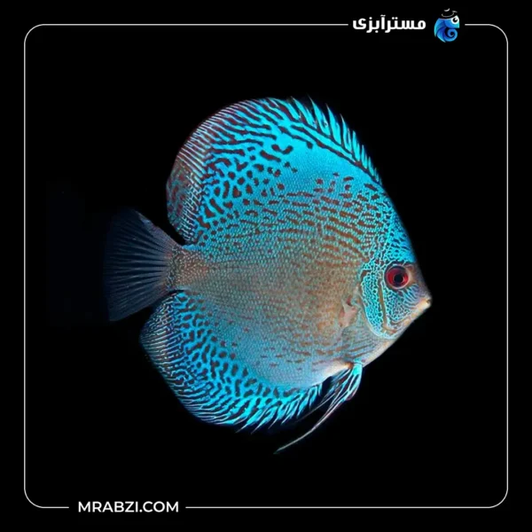 دیسکس بلو اسکارپیون - تصویر 2