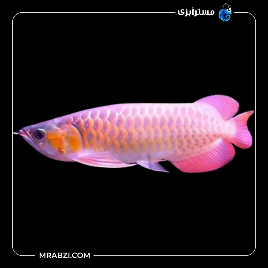 قیمت و خرید ماهی آروانا بانجار رد