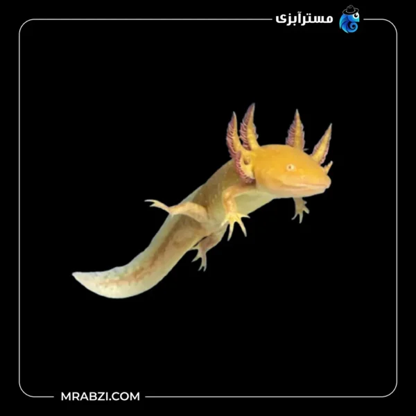 قیمت و خرید ماهی اکسولوتل طلایی آلبینو