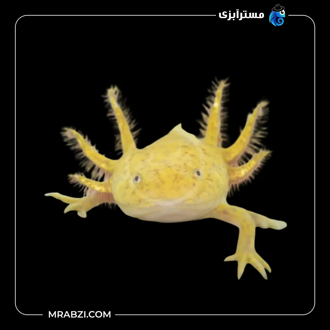 اکسولوتل طلایی آلبینو قیمت و خرید ماهی اکسولوتل طلایی آلبینو