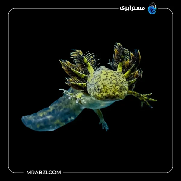 قیمت و خرید ماهی اکسولوتل سبز