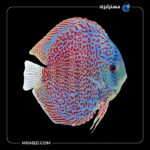 قیمت و خرید دیسکس سوپر لئو پارد