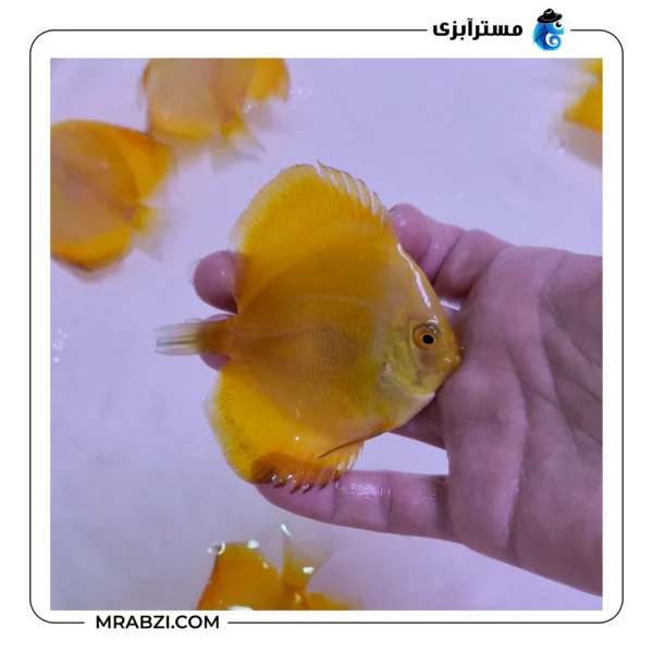 دیسکس گلدن دایموند - تصویر 2
