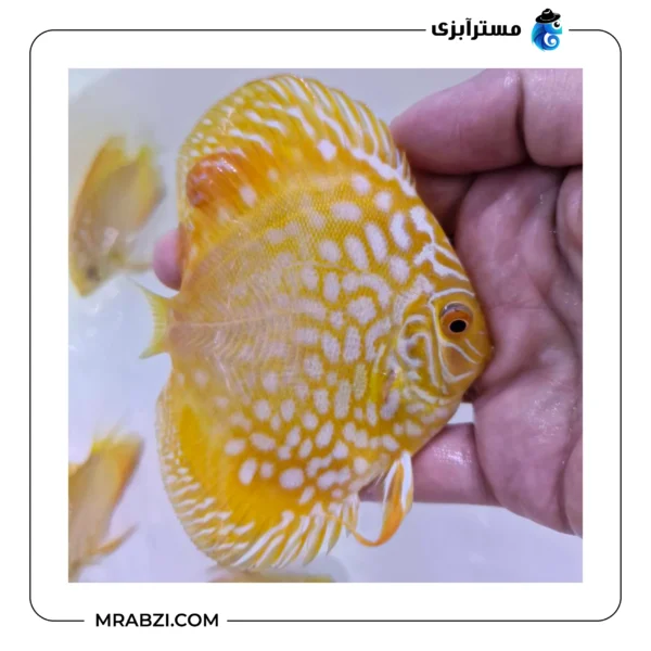 دیسکس گلدن چکر بورد - تصویر 2