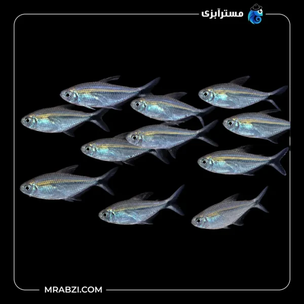 قیمت و خرید ماهی تترا کاستا