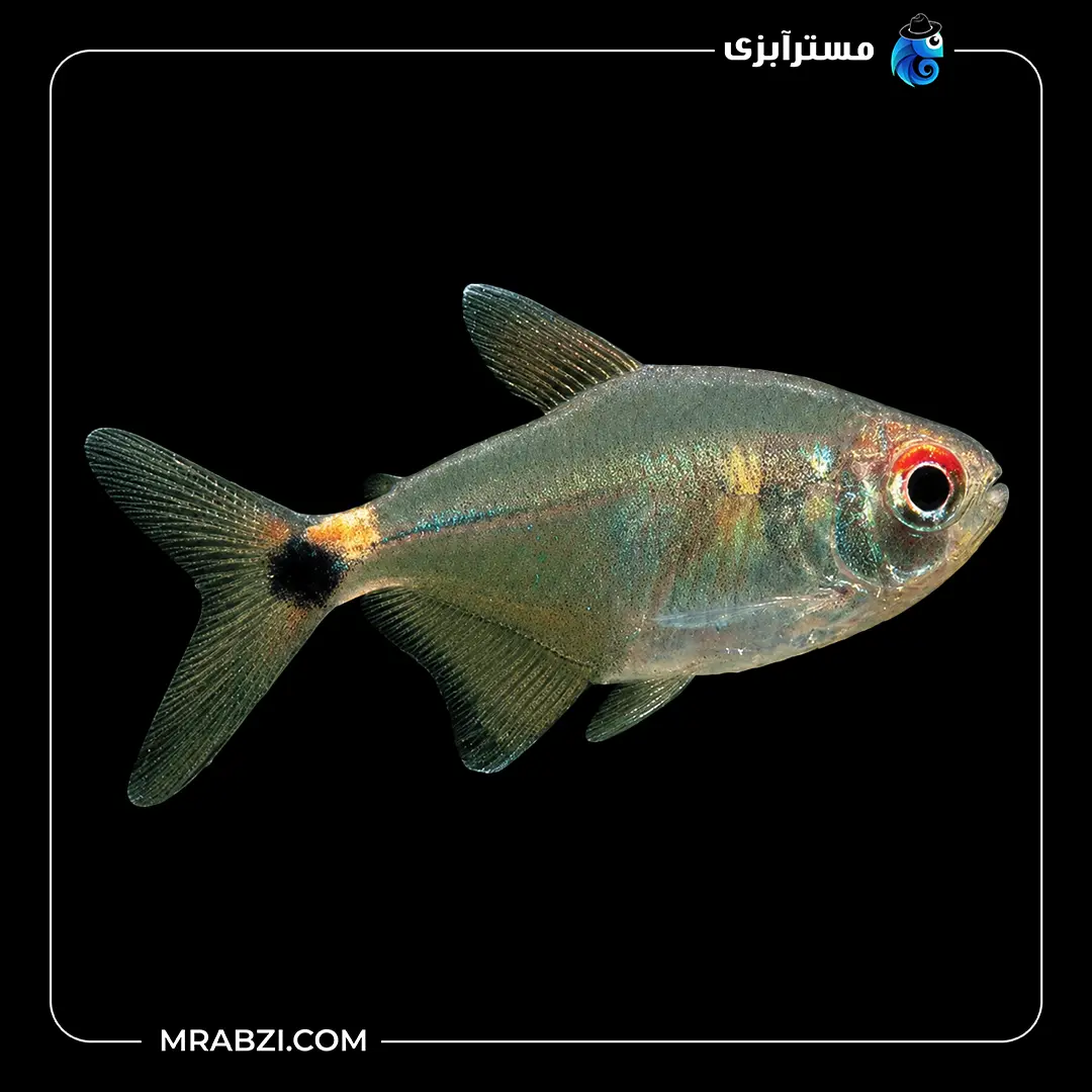 ماهی تترا سیلور تیپ قیمت و خرید ماهی تترا سیلور تیپ