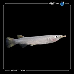 قیمت و خرید ماهی هافبیک