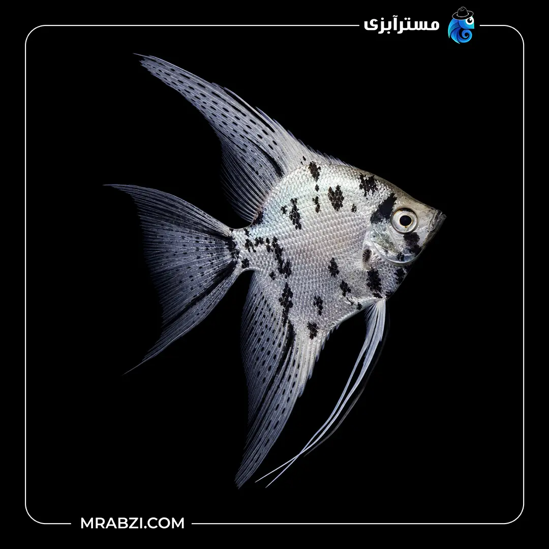 ماهی آنجل سوشی قیمت و خرید ماهی آنجل سوشی