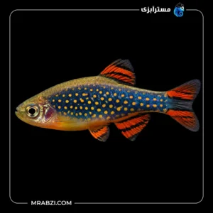 قیمت و خرید ماهی رازبورا گلکسی