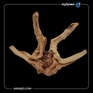 قیمت و خرید چوب تزئینی آکواریوم ریشه آبنوس (380 گرم)