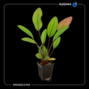 قیمت و خرید گیاه آکواریومی اچینودوروس دویل آی(چشم شیطان)