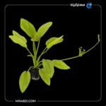 قیمت و خرید گیاه آکواریومی اچینودوروس رادیکان کوردیفولیوس
