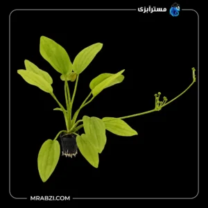 قیمت و خرید گیاه آکواریومی اچینودوروس رادیکان کوردیفولیوس