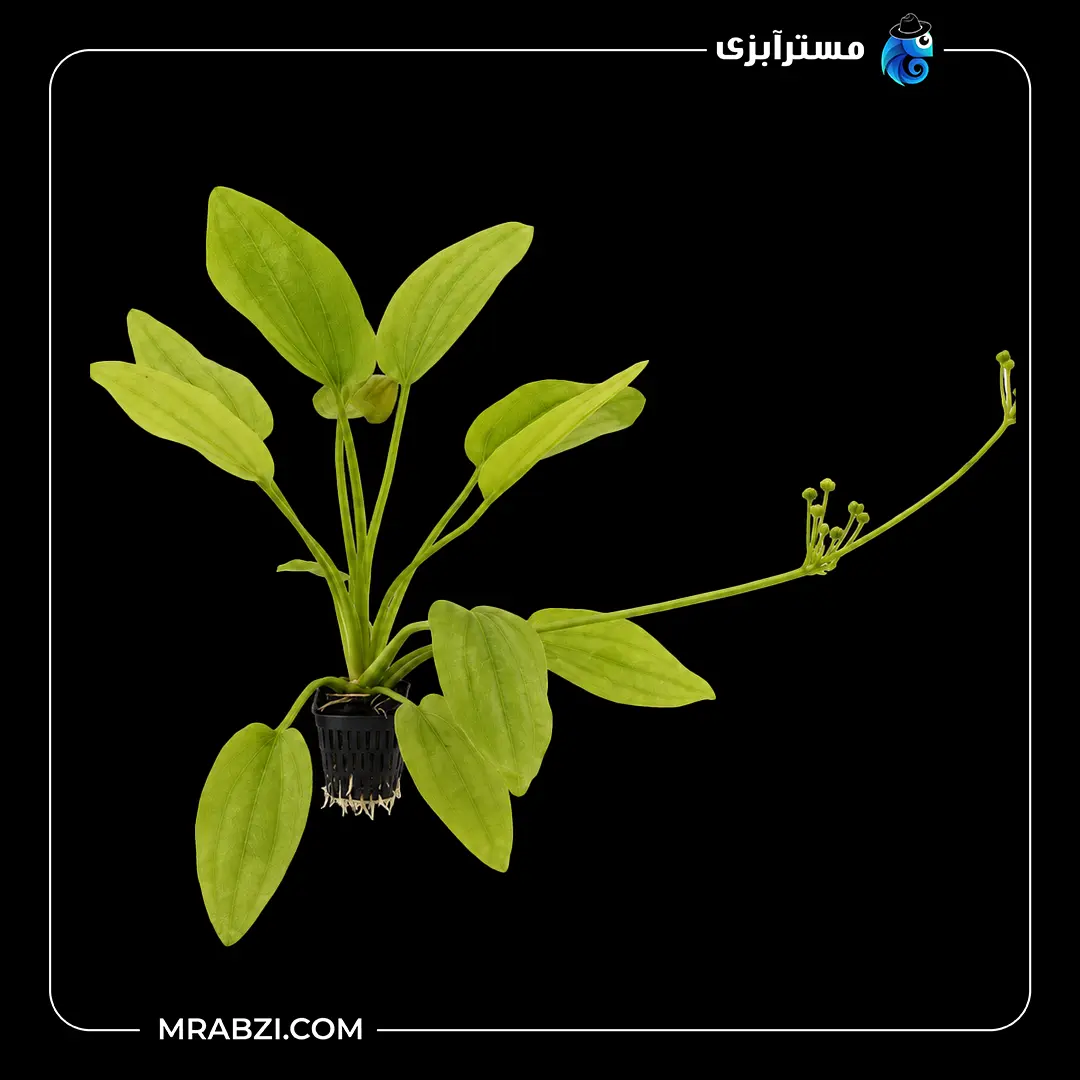 گیاه آکواریومی اچینودوروس رادیکان کوردیفولیوس قیمت و خرید گیاه آکواریومی اچینودوروس رادیکان کوردیفولیوس