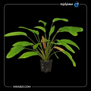 قیمت و خرید گیاه آکواریومی اچینودوروس رد دیاموند