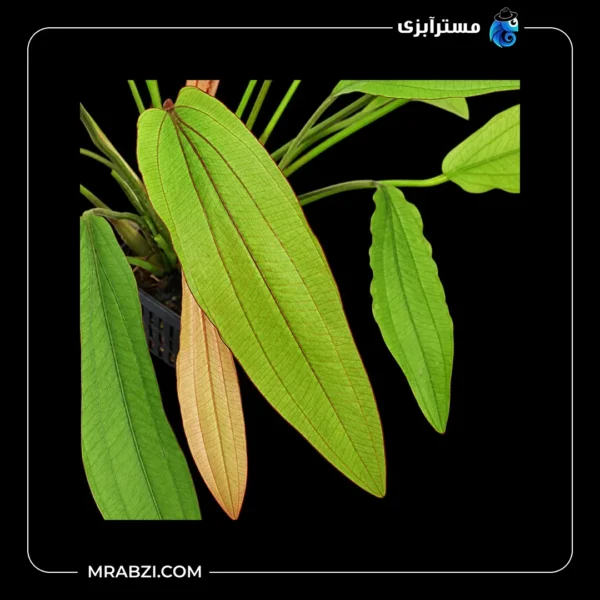 قیمت و خرید گیاه آکواریومی اچینودوروس رد دیاموند