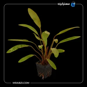 قیمت و خرید گیاه آکواریومی اچینودوروس رد روبین نرو