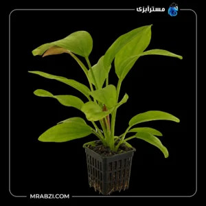 قیمت و خرید گیاه آکواریومی اچینودوروس رز