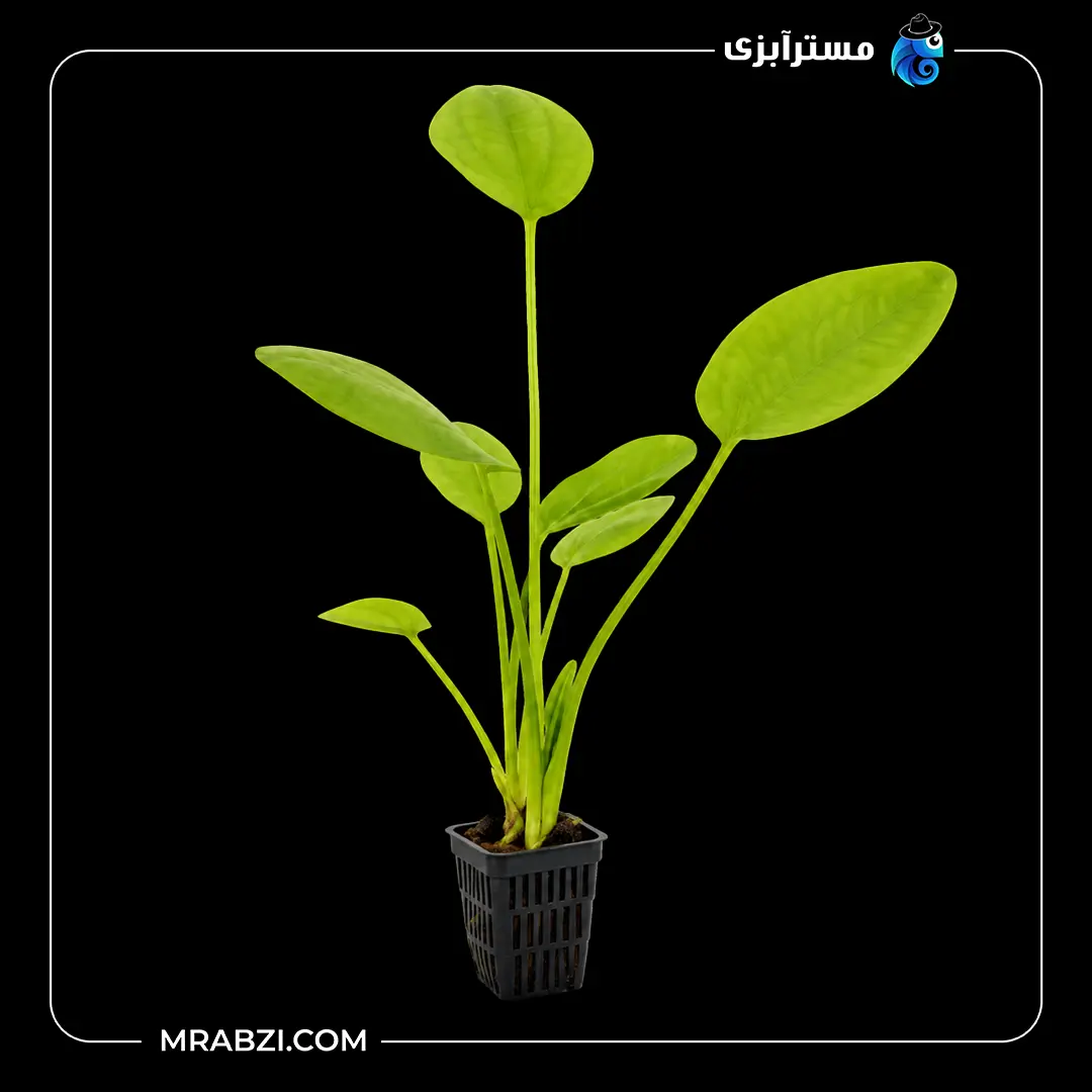 گیاه آکواریومی اچینودوروس کوردیفولیوس قیمت و خرید گیاه آکواریومی اچینودوروس کوردیفولیوس