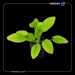 قیمت و خرید گیاه آکواریومی اچینودوروس ماربل کویین