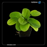 قیمت و خرید گیاه آکواریومی اچینودوروس هوریزونتالیس