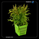 قیمت و خرید گیاه آکواریومی استرالیس استالوتاگراف