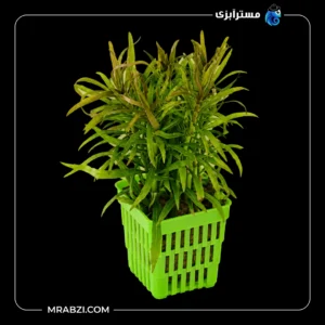قیمت و خرید گیاه آکواریومی استرالیس استالوتاگراف