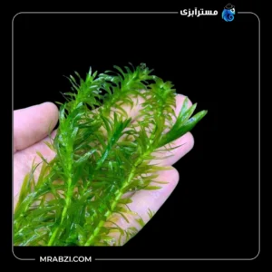 قیمت و خرید گیاه آکواریومی دم گربه ای