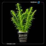 قیمت و خرید گیاه آکواریومی دم گربه ای