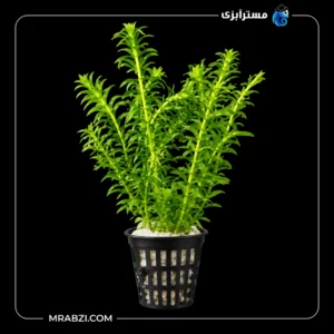 قیمت و خرید گیاه آکواریومی دم گربه ای