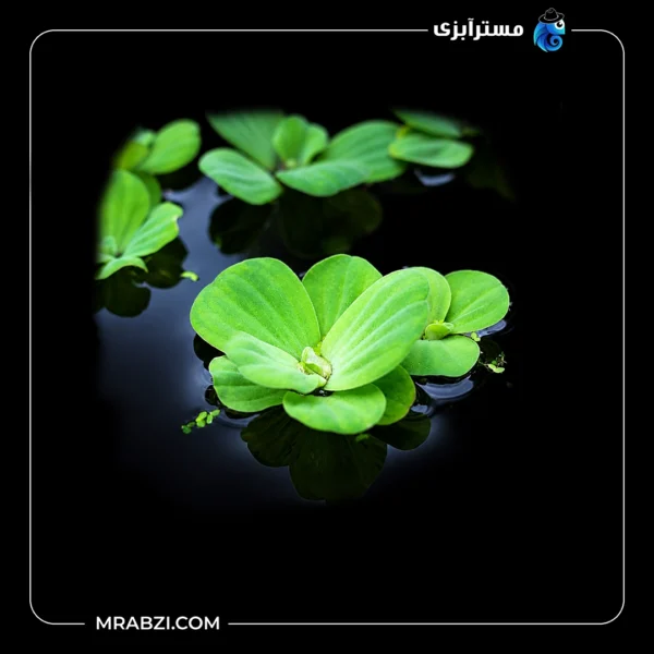 قیمت و خرید گیاه آکواریومی کاهو آبی