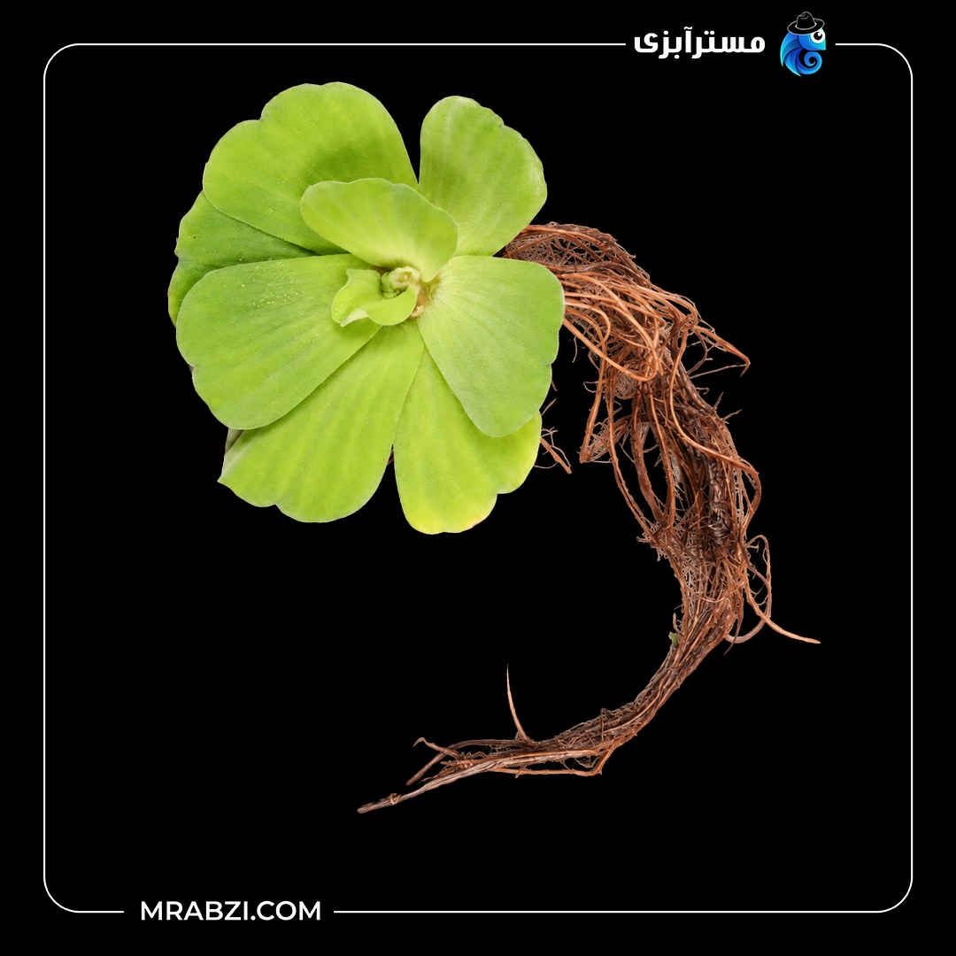 گیاه آکواریومی کاهو آبی قیمت و خرید گیاه آکواریومی کاهو آبی