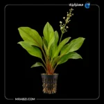 قیمت و خرید گیاه آکواریمی اچینودوروس اسچلوتری